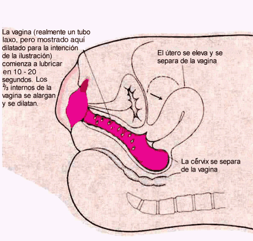 La Eyaculacion En La Vagina 88